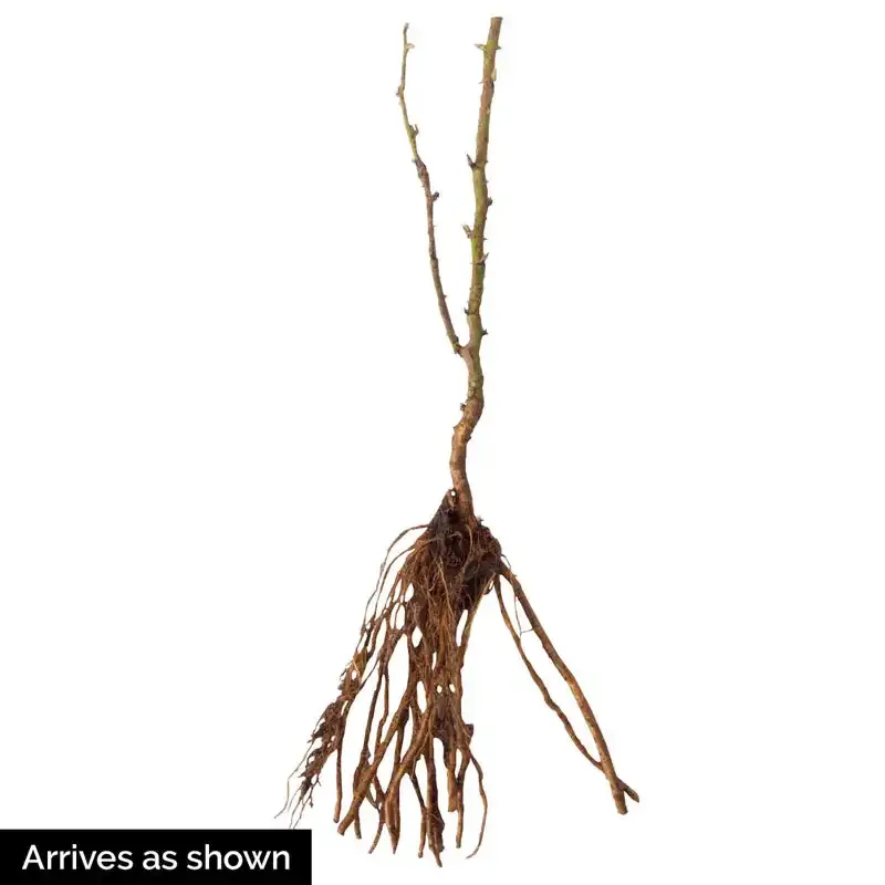 Osage Thornless Blackberry Plant - Thornless Fruit-Bearing Shrub 1
