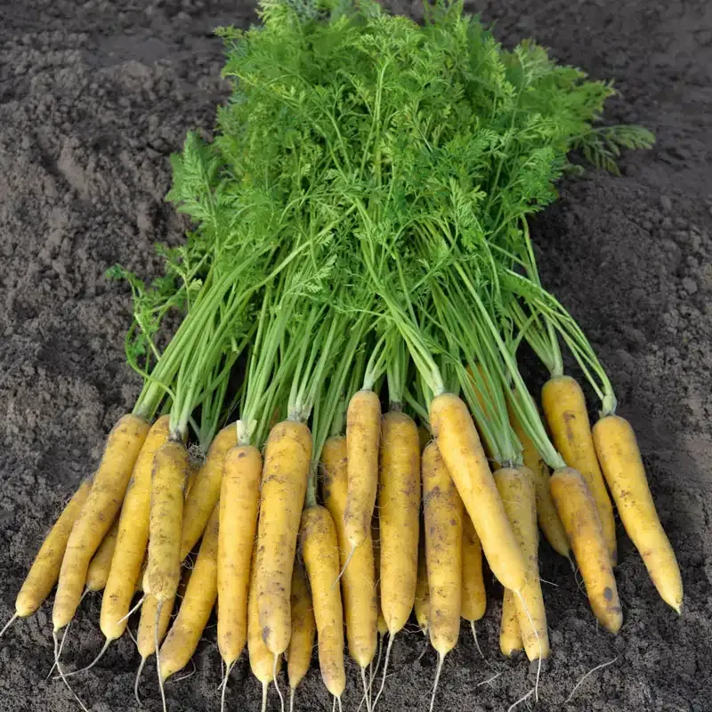 Yellow Moon Carrot Seeds - Heirloom Vegetable Planting Seeds