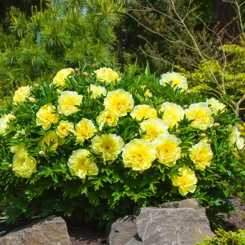 Bartzella Itoh Peony Intersectional Hybrid Perennial Plant 2