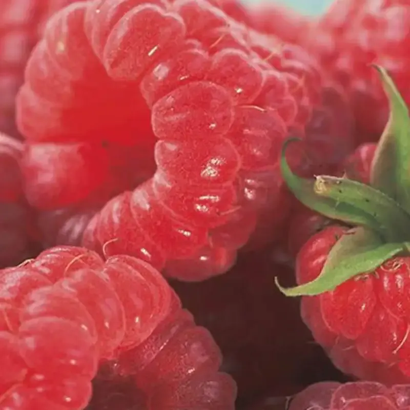 Caroline Raspberry Plant - Primocane Bearing Fruit Bush