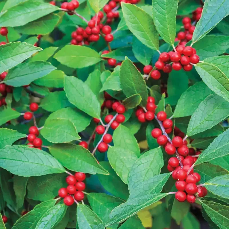 Winterberry Botanical Decorative Accent Piece