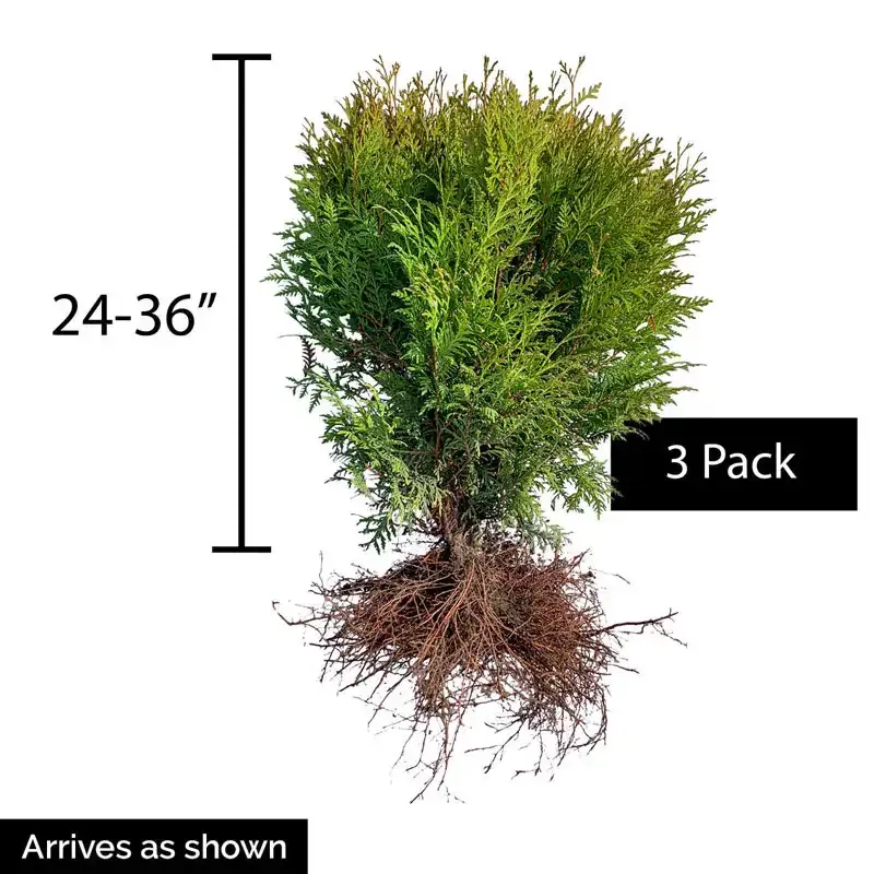 Woodward Globe Arborvitae Evergreen Hedge Shrub 4