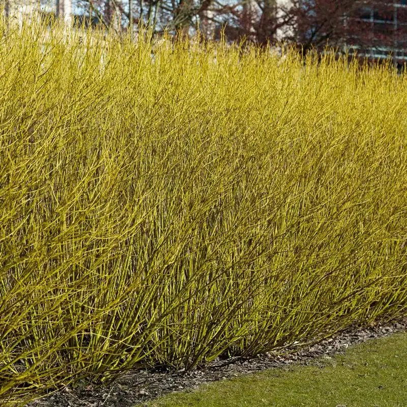 Budd's Yellow Twig Dogwood (Cornus sericea) - Deciduous Winter Interest Shrub 1