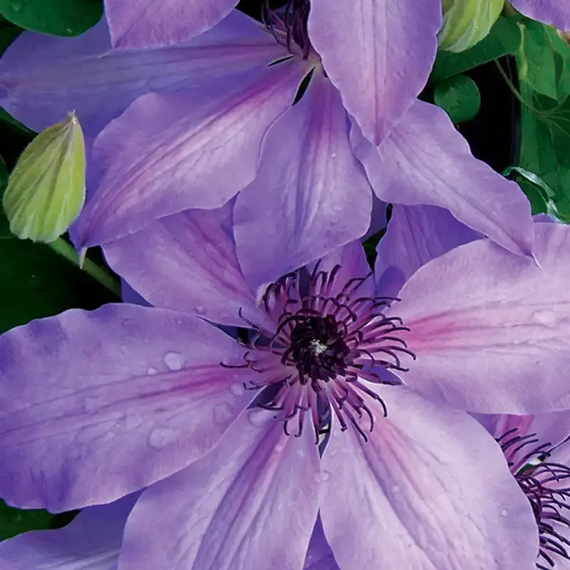 Blue Ravine Clematis Perennial Climbing Vine 1