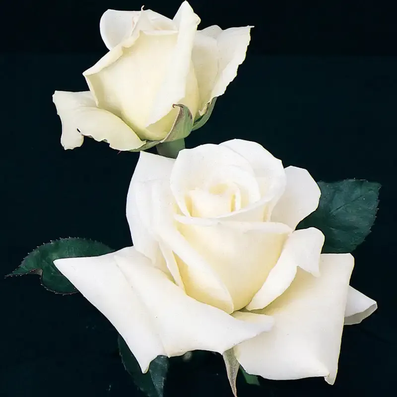 John F. Kennedy Hybrid Tea Rose - Classic White Flowering Shrub 1