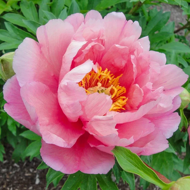 Pink Double Dandy Itoh Peony Intersectional Hybrid Perennial