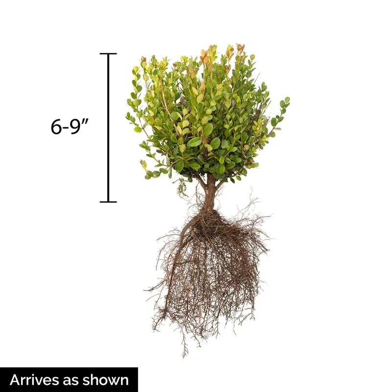 Green Velvet Boxwood Bundle Artificial Foliage 1