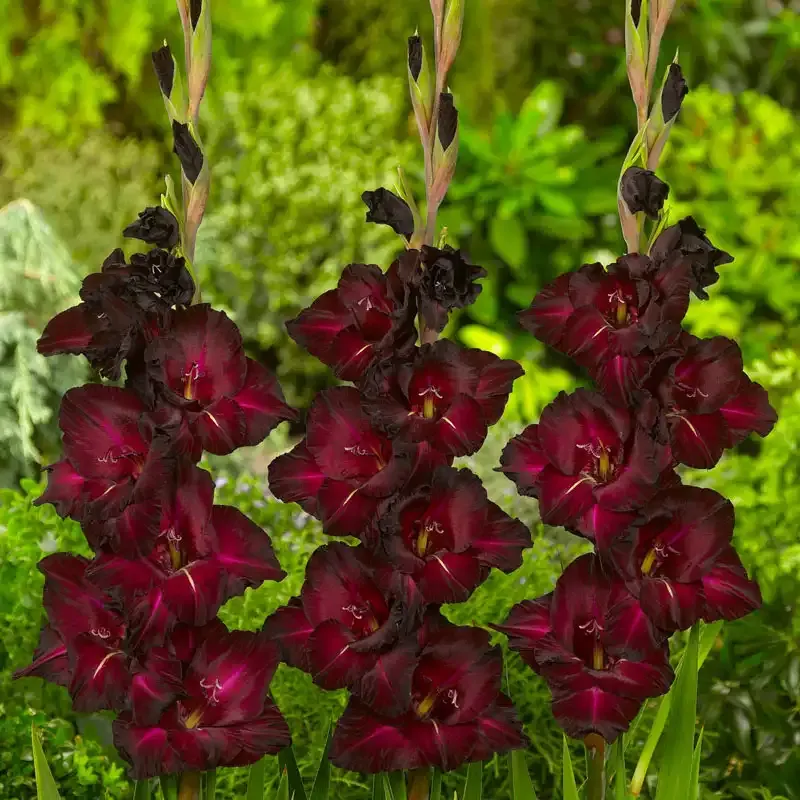 Black Surprise Gladiolus Bulbs - Dark Purple Perennial Flower Corms