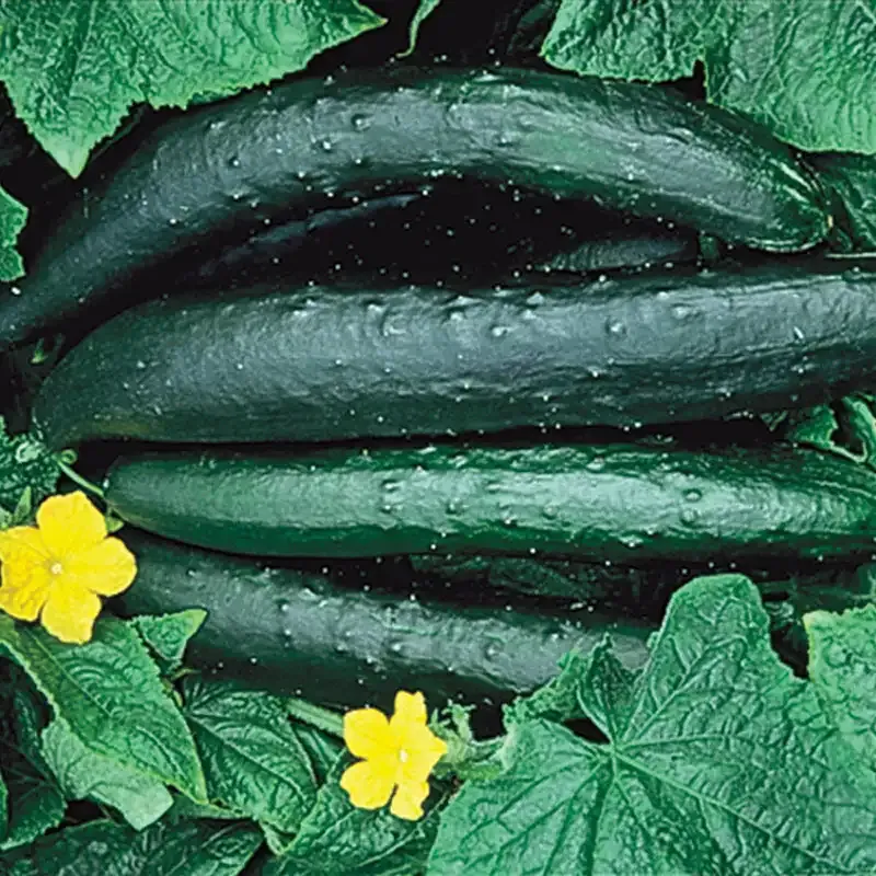 Sweet Success Hybrid Slicing Cucumber Seeds - Disease Resistant Variety 1