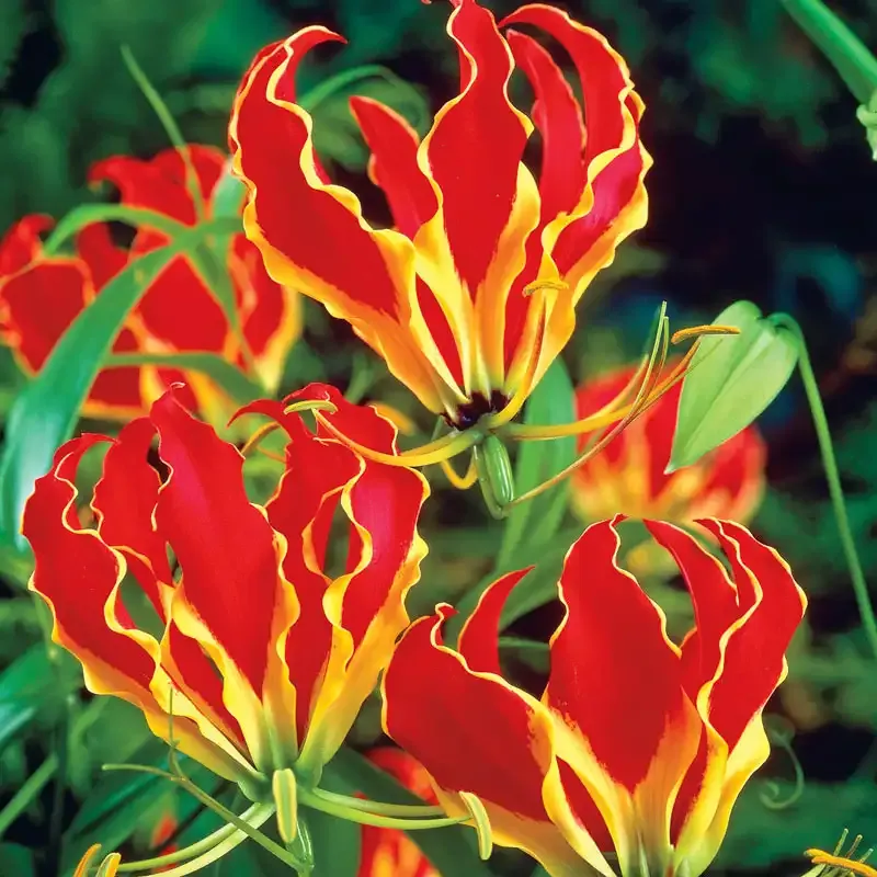 Gloriosa Lily Rhizomes - Climbing Flame Lily Bulbs for Ornamental Gardening