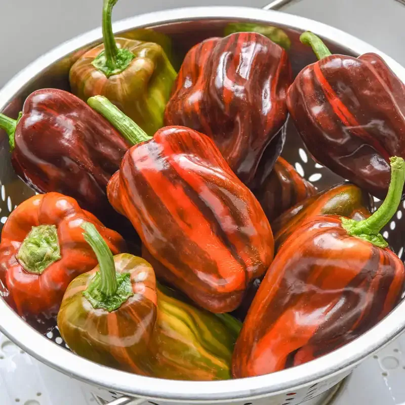 Candy Cane Chocolate Cherry Hybrid Sweet Pepper Seeds