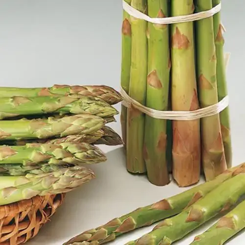 Jersey Giant Asparagus Crowns - High-Yield Perennial Vegetable Plants 1
