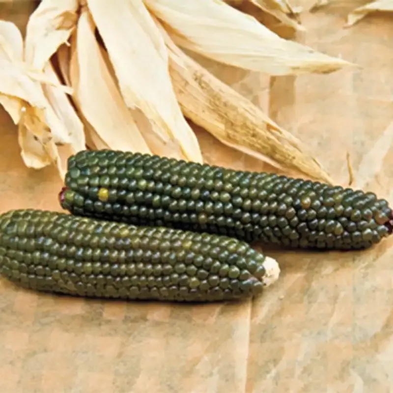 Emerald Ornamental Corn Seeds for Decorative Fall Harvest