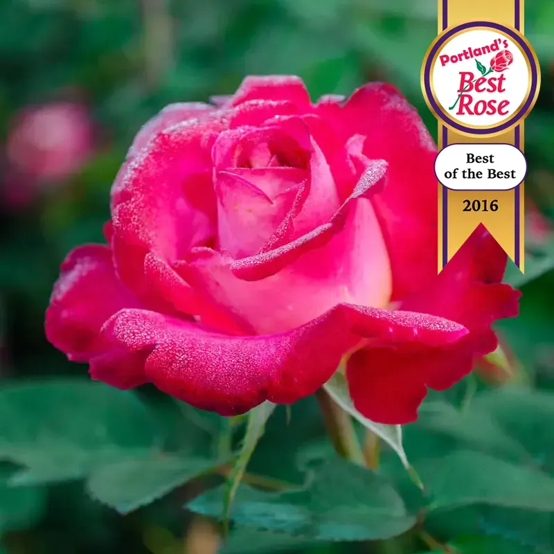 Dick Clark Grandiflora Rose Bush - Bicolor Garden Flowering Shrub