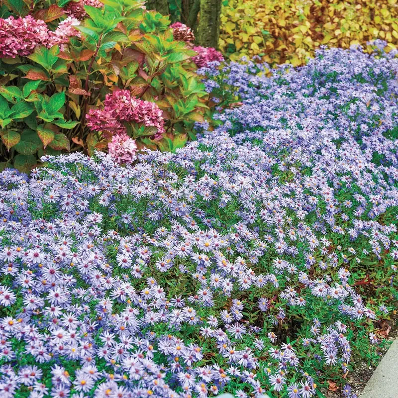 Blue Aster Perennial Wildflower (Symphyotrichum oblongifolium)