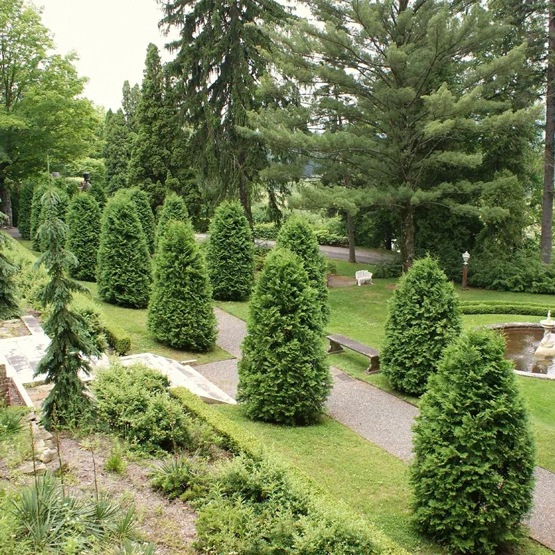 Green Giant Arborvitae (Thuja 'Green Giant') Evergreen Privacy Tree 2