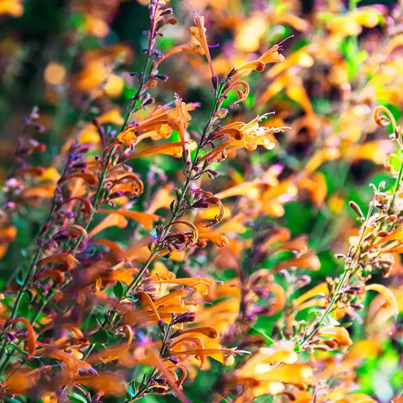 Tango Hummingbird Mint Plant - Compact Agastache Perennial