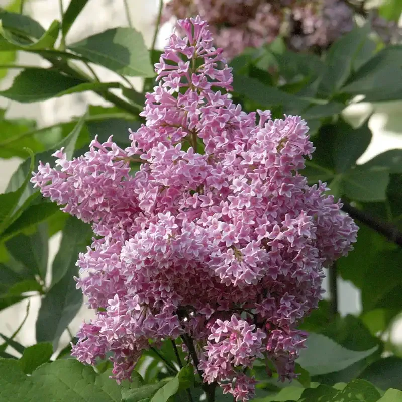 Realistic Lilac Hedge Floral Privacy Screen for Garden and Patio