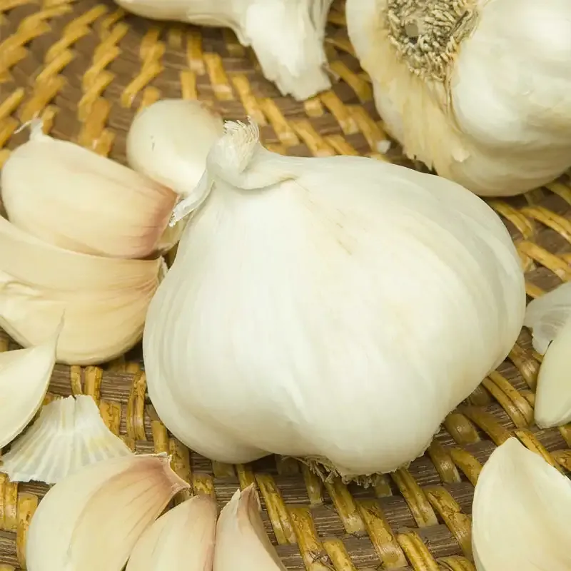 Fresh Softneck Garlic Bundle for Culinary Use 2