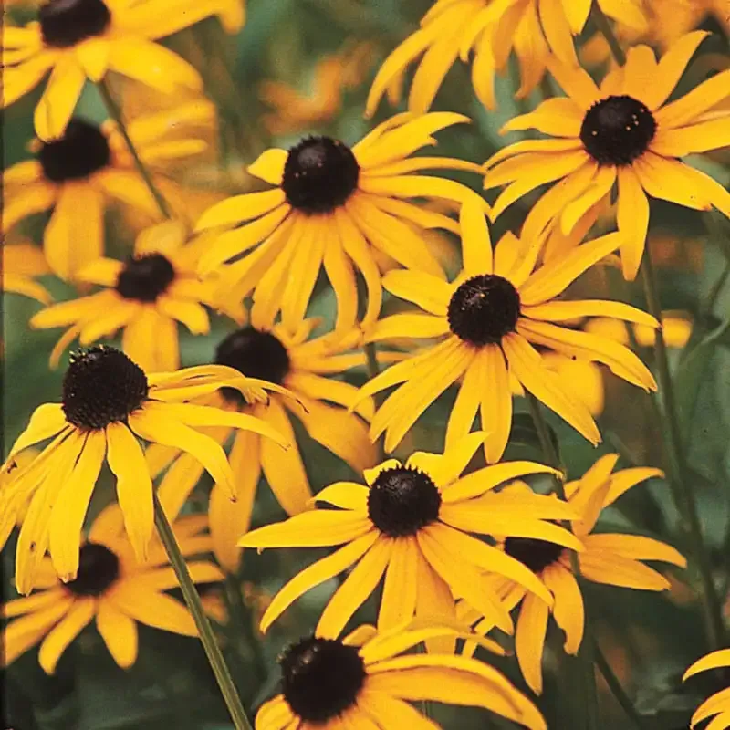 Goldsturm Rudbeckia Perennial Black-Eyed Susan Garden Plant