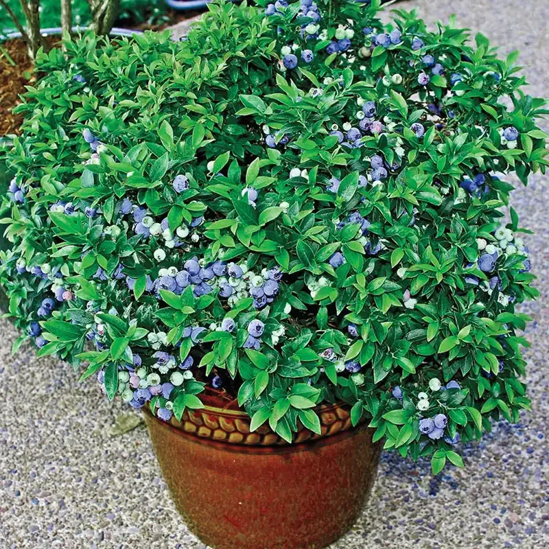 TopHat Blueberry Bush - Dwarf Edible Shrub for Patios and Balconies