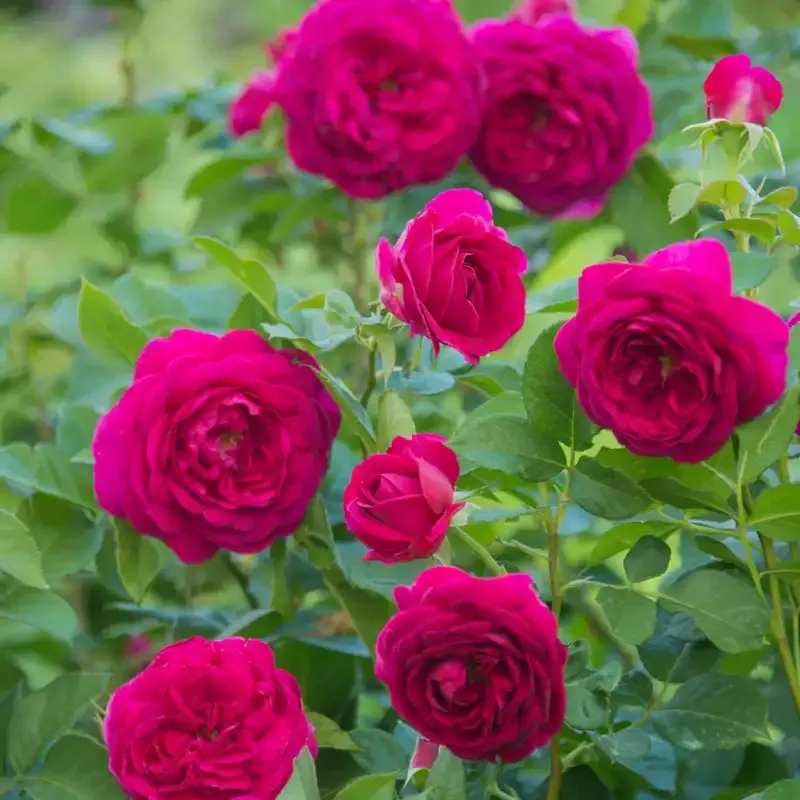 Floribunda Rose Bush - Hardy Garden Flowering Shrub 1