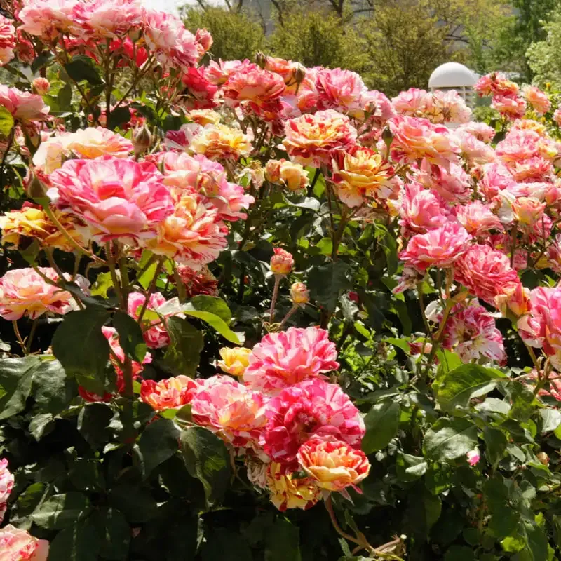 George Burns Floribunda Rose - Multi-Colored Striped Garden Shrub