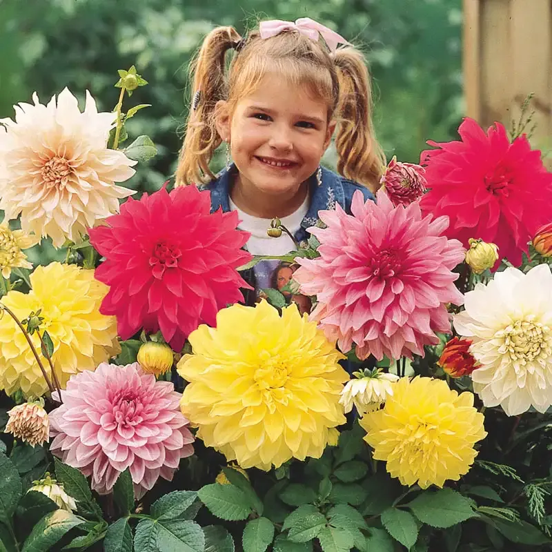 Dinnerplate Dahlia Mix - Large Flowering Garden Tuber Collection