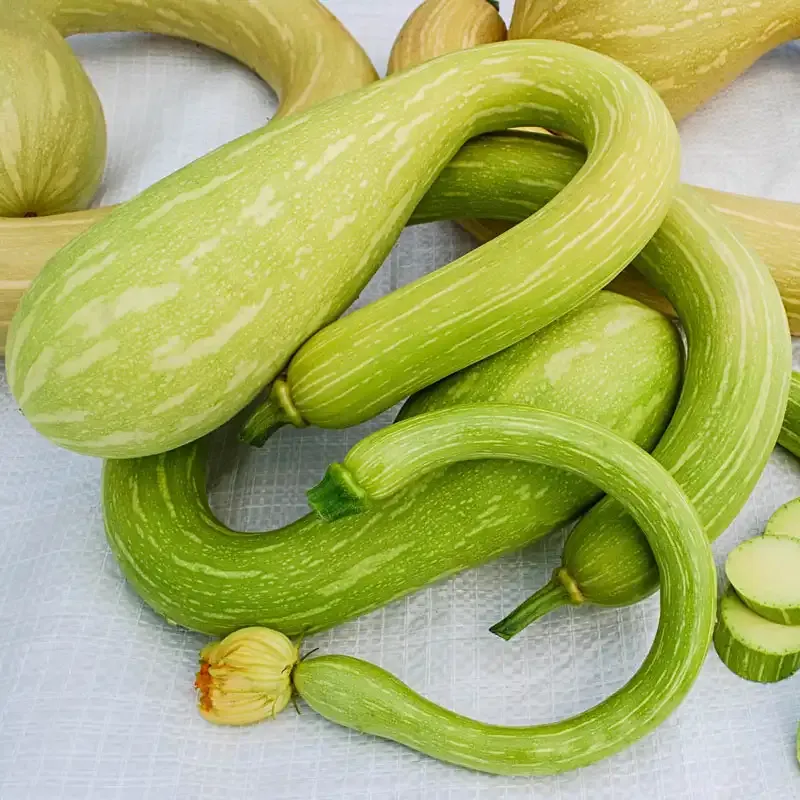 Tromboncino Heirloom Summer Squash Seeds - Vining Climbing Variety