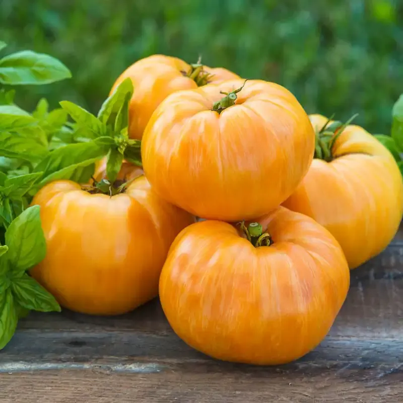 Orange Jazz Tomato Heirloom Vegetable Seeds