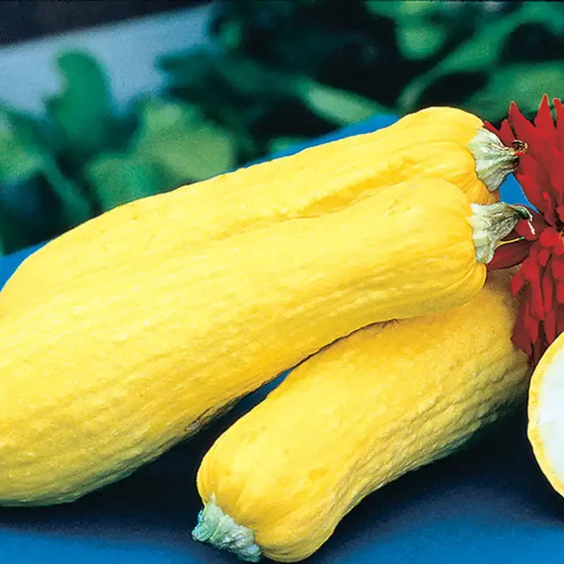 Early Prolific Straightneck Summer Squash Heirloom Vegetable Seeds