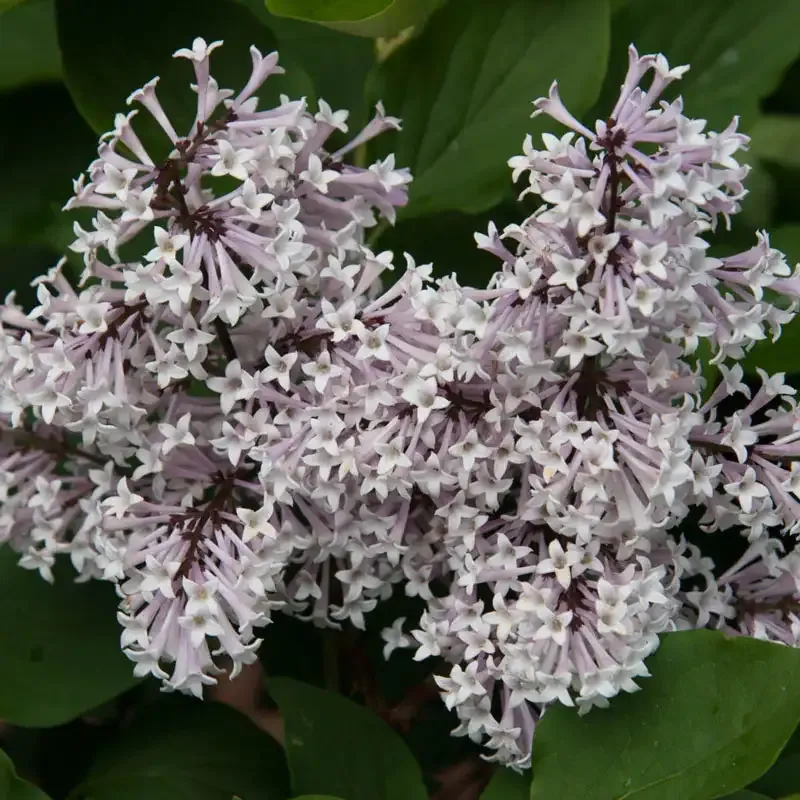 Miss Kim Lilac Bundle - Compact Fragrant Flowering Shrub 1