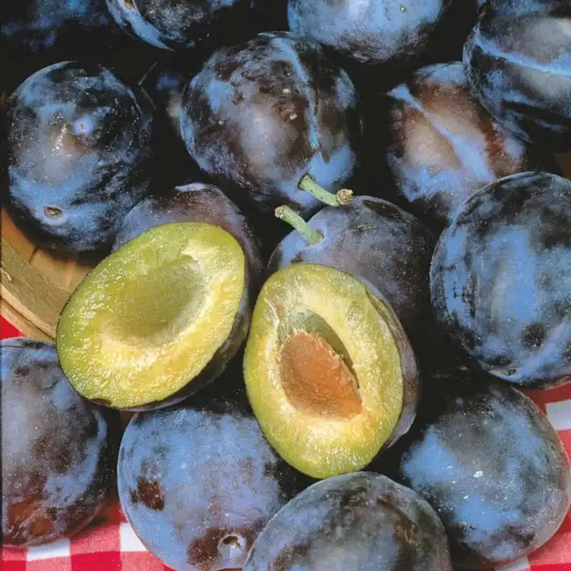Stanley Plum Tree - Hardy Fruit-Bearing Deciduous Tree