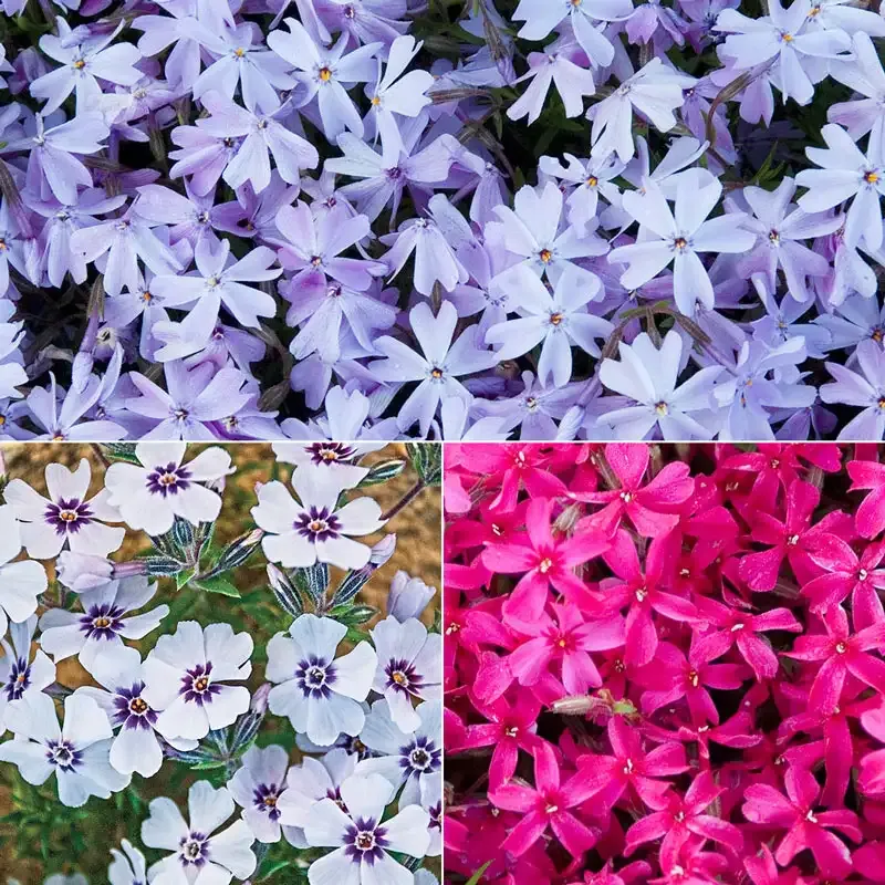 Carpet Phlox Mix Perennial Ground Cover Flower Seeds