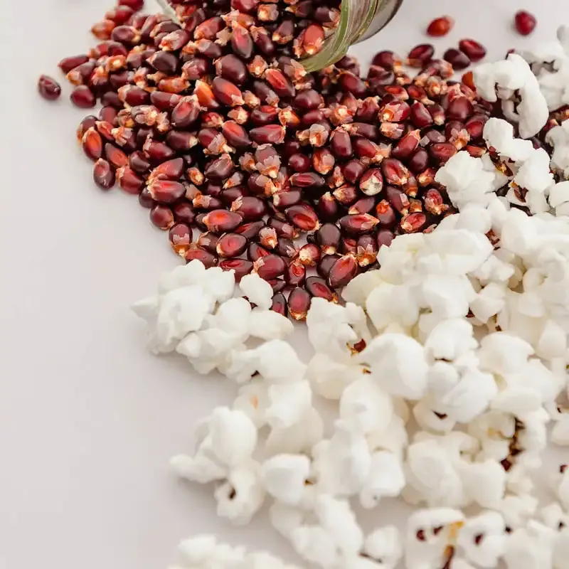 Mauveless Hybrid Popcorn Seeds for High Expansion Popping 1