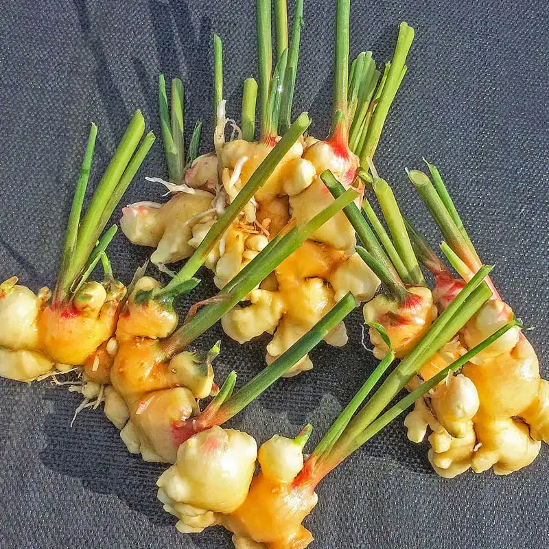 Fresh Ginger Root Culinary Spice