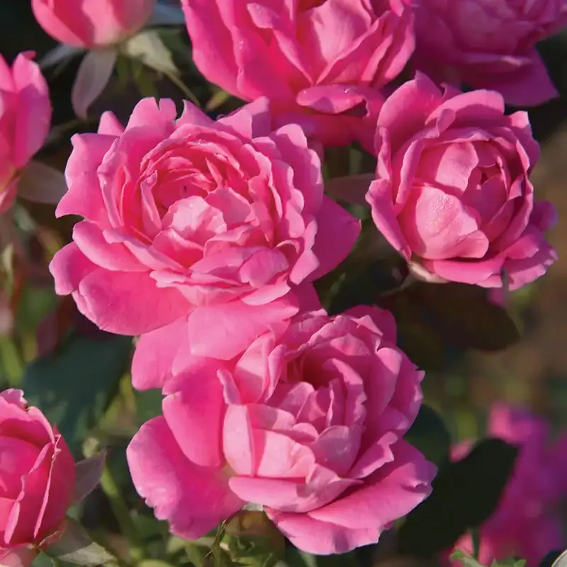 Pink Double Knock Out Rose Shrub - Continuous Blooming Garden Plant