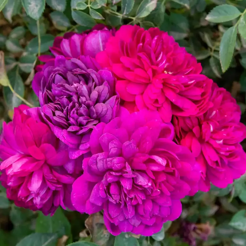 Sultry Night Shrub Rose - Disease Resistant Garden Bush