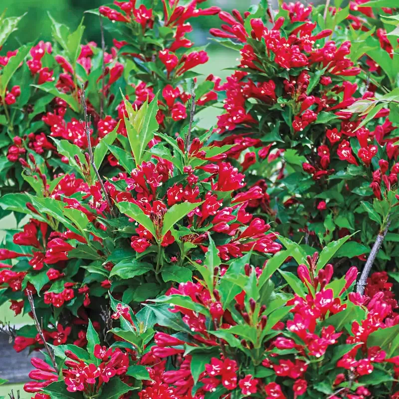 Red Prince Weigela Deciduous Flowering Shrub