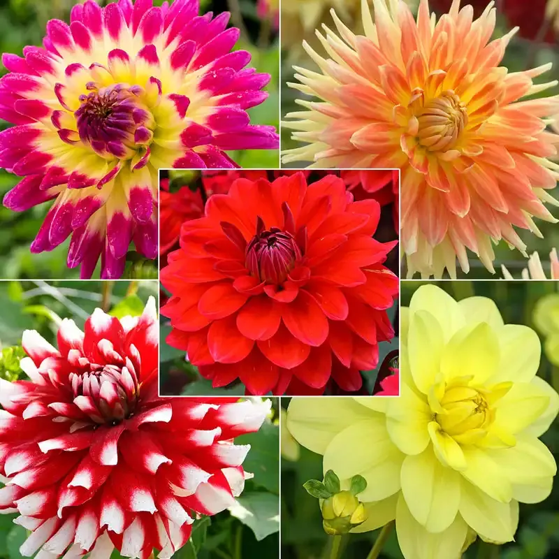 Metamorphic Dahlia Blend Botanical Composition Medium