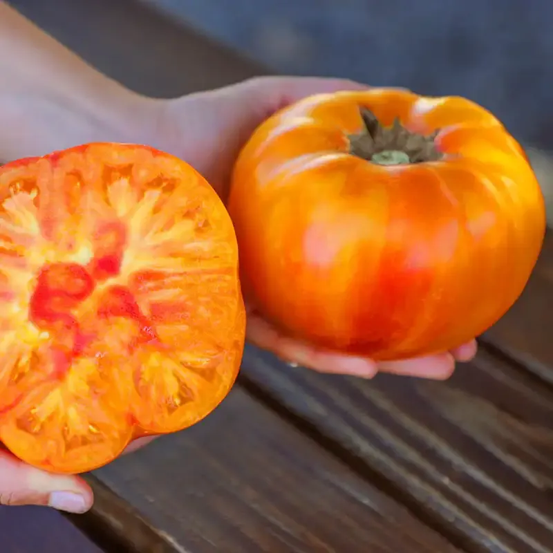 Buffalosun Hybrid Tomato Seeds - High-Yield Disease Resistant Variety