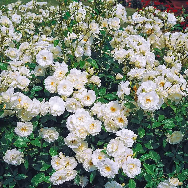 Climbing Iceberg Rose - Repeat-Blooming White Floribunda Climber