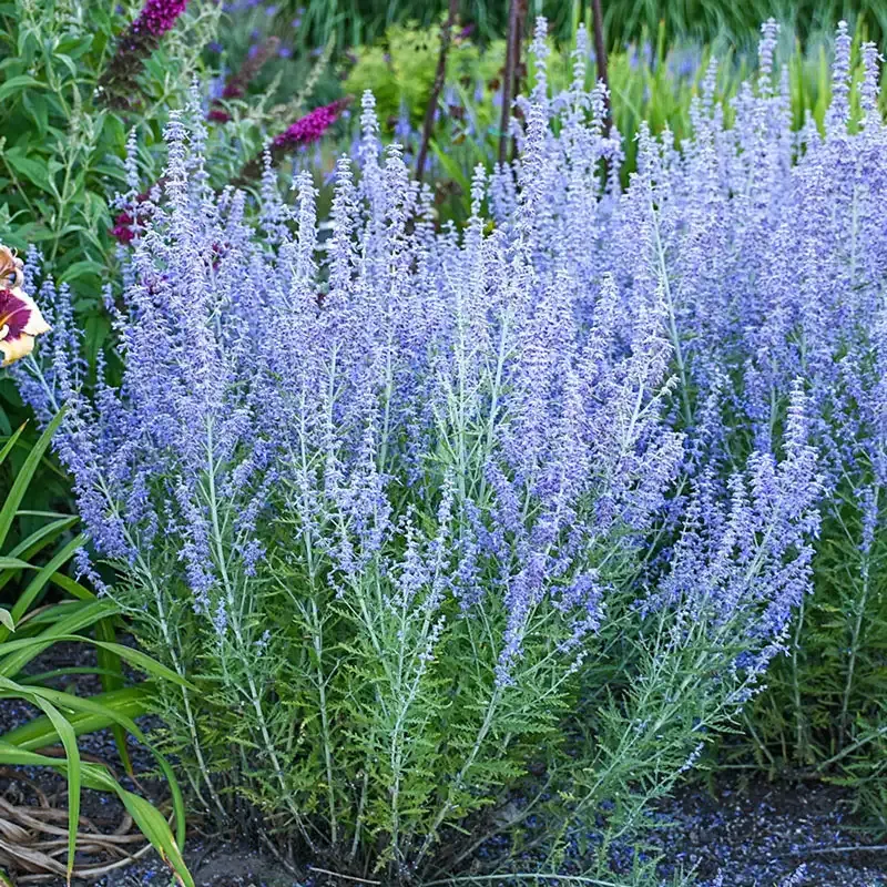 Blue Jean Baby Russian Sage Compact Flowering Perennial