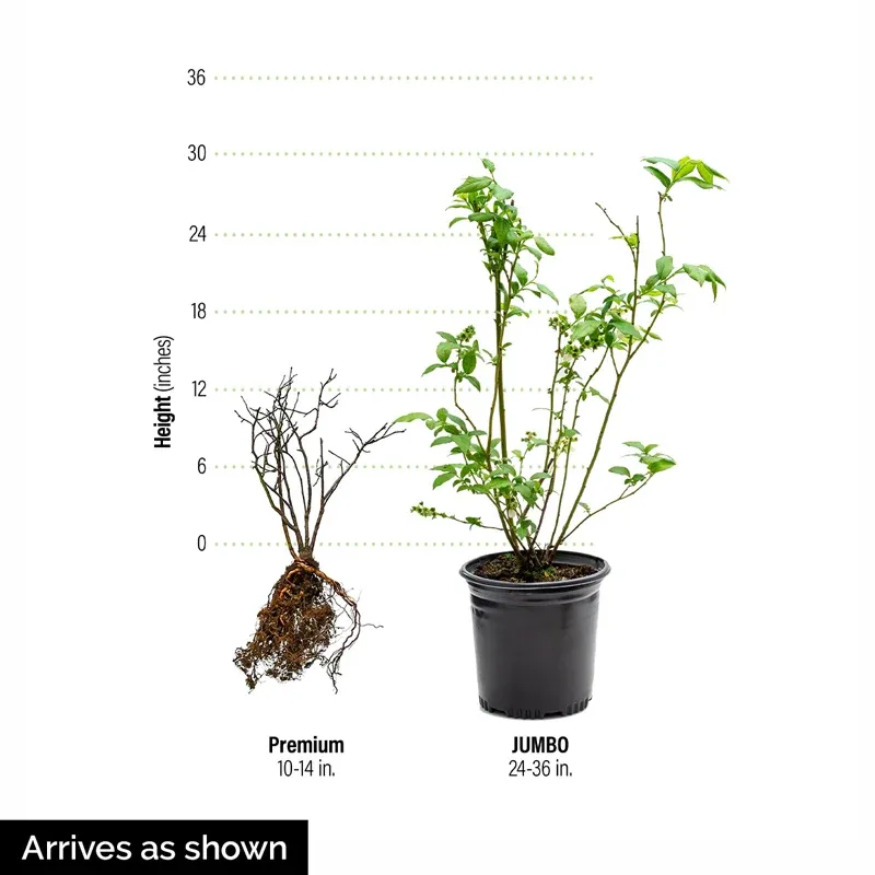Bluecrop Northern Highbush Blueberry Hedge Shrub 0
