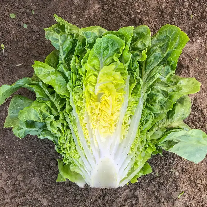 Mini Romaine Lettuce Fresh Crisp Salad Greens 2