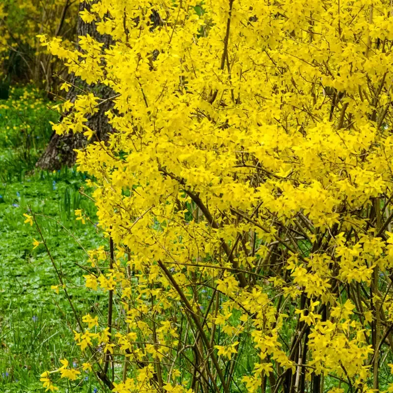 Lynwood Gold Forsythia Deciduous Flowering Shrub Bundle