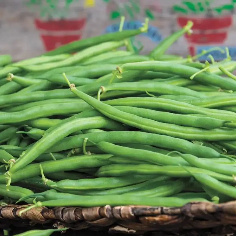McCaslan Heirloom Pole Bean Seeds for Climbing Vegetable Gardens