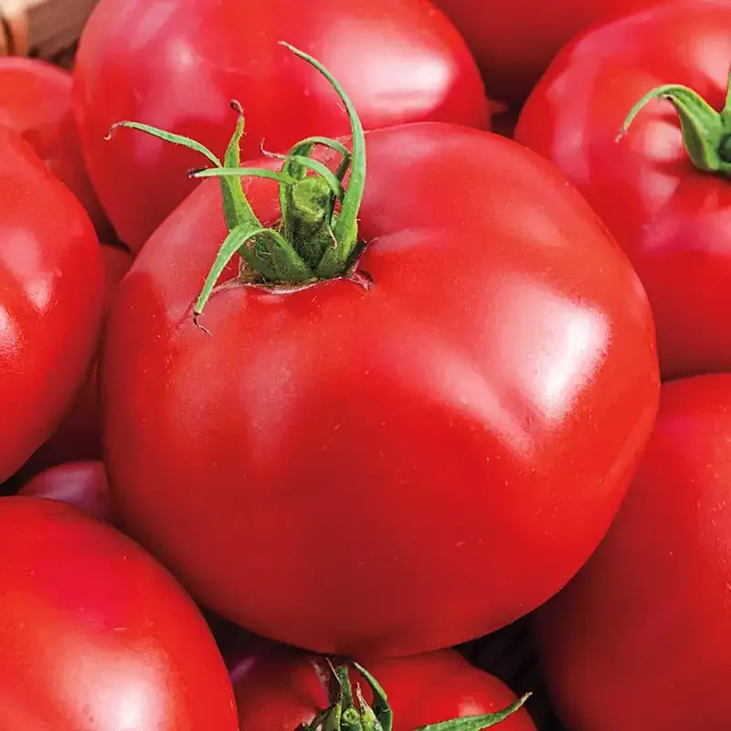 Tasty Beef Hybrid Tomato Seeds for Home Gardening