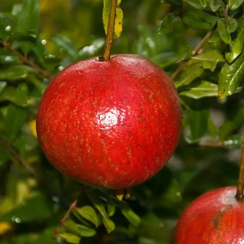 Wonderful Pomegranate Fresh Whole Fruit
