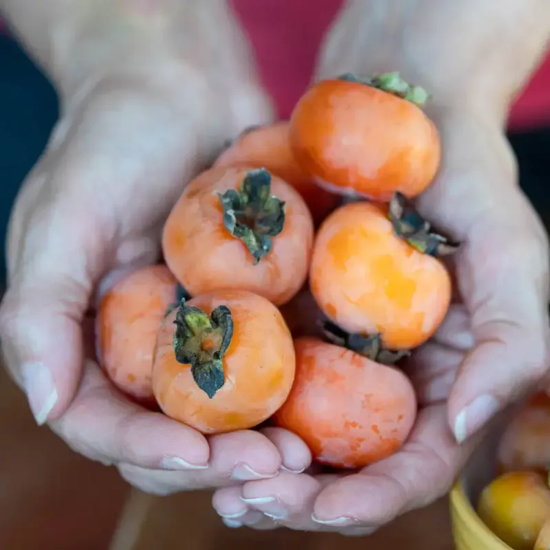 Caramel Cocktail American Persimmon Tree - Cold Hardy Fruit Variety 3
